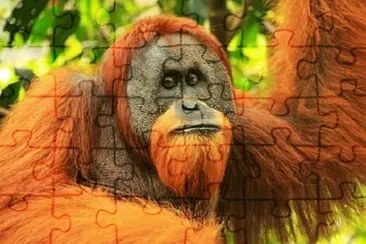 Foto jigsaw puzzle