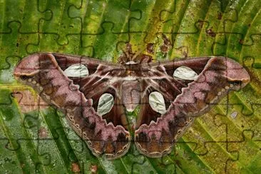 פאזל של Rothschildia moth