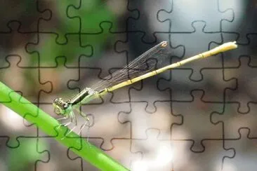 Ischnura hastata jigsaw puzzle