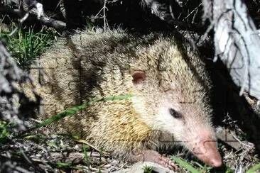 Tenrec jigsaw puzzle