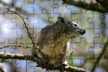 Procavia arboricola jigsaw puzzle