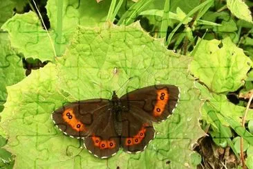 פאזל של Erebia ligea