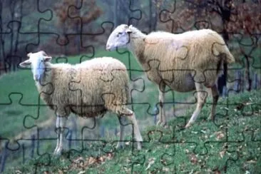 Zerasca jigsaw puzzle