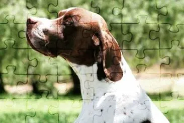 Foto jigsaw puzzle