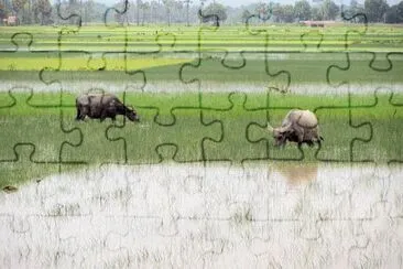 Foto jigsaw puzzle