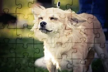 Foto jigsaw puzzle