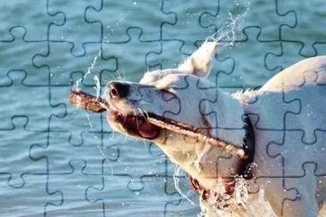 Foto jigsaw puzzle