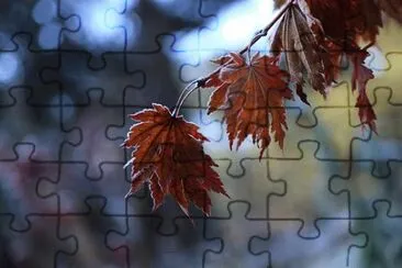 Toy jigsaw puzzle