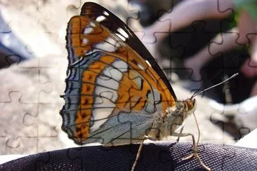 פאזל של Limenitis populi