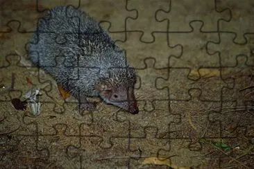 Tenrec riccio maggiore jigsaw puzzle