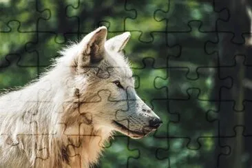 Toy jigsaw puzzle