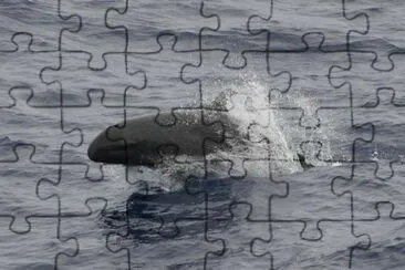 Pseudorca jigsaw puzzle