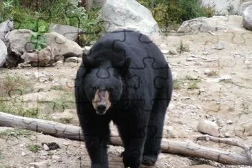 Orso nero americano jigsaw puzzle