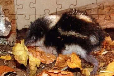 Tenrec striato di montagna jigsaw puzzle