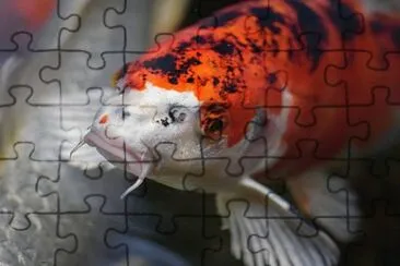 Foto jigsaw puzzle