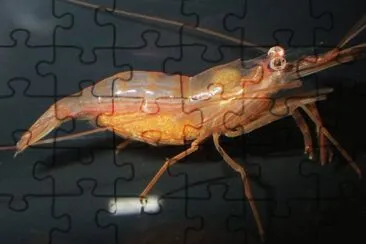 Lysmata wurdemanni jigsaw puzzle