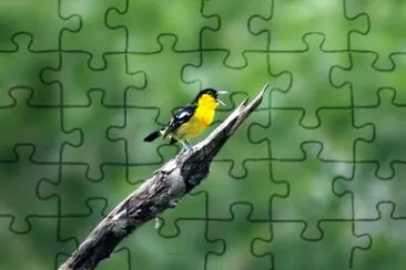 Foto jigsaw puzzle