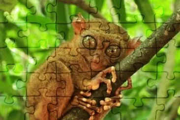 Foto jigsaw puzzle