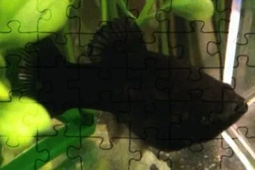 Black molly jigsaw puzzle