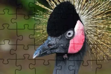 Bird jigsaw puzzle