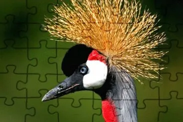 Crested Crane jigsaw puzzle