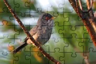 Bird jigsaw puzzle