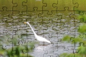 Bird Wading jigsaw puzzle