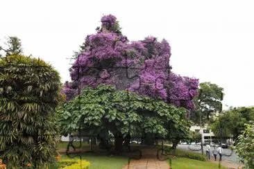 פאזל של Jardim em P Caldas - MG