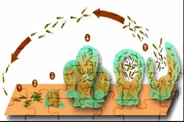 Â¿QuÃ© es una biopelÃ­cula