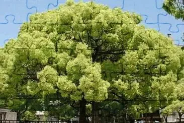 Arbol Alcanfor