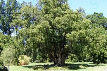 El arbol de la canela