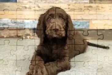 פאזל של Labradoodle