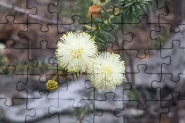 פאזל של Australian wildflowers