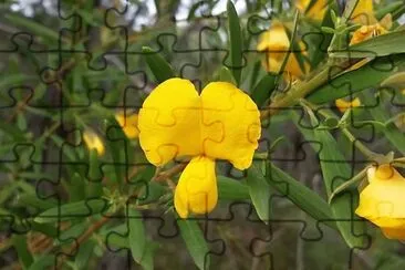 Large wedge pea jigsaw puzzle