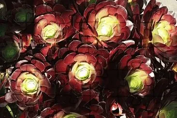 Aeonium succulent jigsaw puzzle