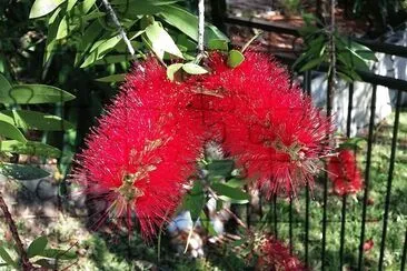 Bottle Brush jigsaw puzzle