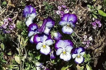 Purple pansies jigsaw puzzle