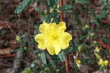 פאזל של Guinea flower