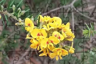 Native Australian pea jigsaw puzzle