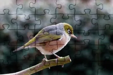 Bird jigsaw puzzle