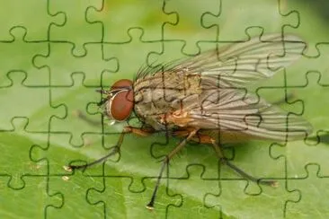 Phaonia angelicae jigsaw puzzle