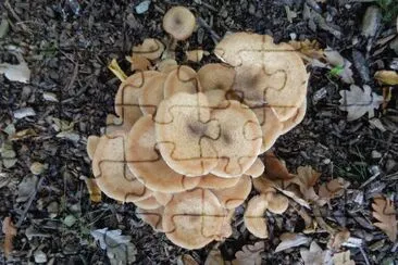 funghi