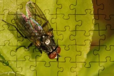 Phaonia palpata jigsaw puzzle