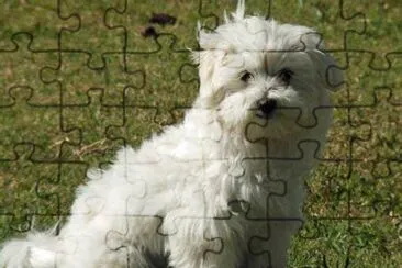 Maltese mix