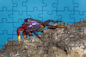 Toy jigsaw puzzle