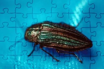 Buprestis aurulenta jigsaw puzzle