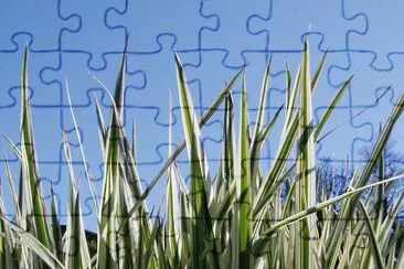 Plants jigsaw puzzle