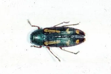 Buprestis rufipes