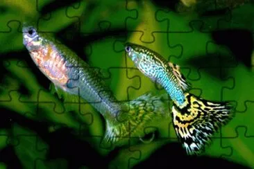 Poecilia reticulata jigsaw puzzle