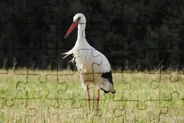 Storch